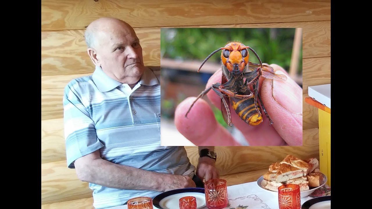 Деда Павлик - О Шершнях (девятериках) смотреть онлайн