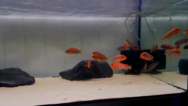 Labidochromis Hongi Super Red смотреть онлайн
