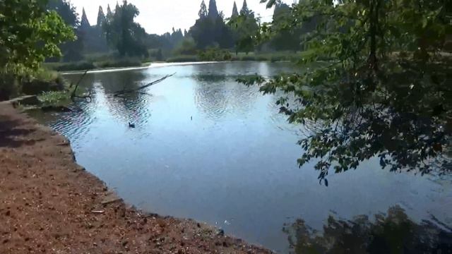 LIFE IN USA, UNINTENTIONAL ASMR, Crystal Springs Garden, СЛУЧАЙНЫЙ АСМР, САД В ОРЕГОНЕ, ЖИЗНЬ В США смотреть онлайн