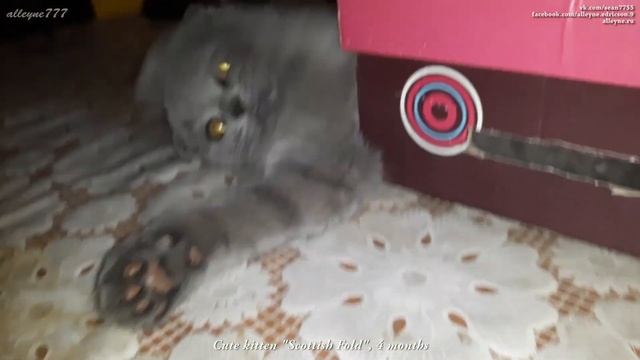 Милый котенок вислоухий шотландец 4 месяца смотреть онлайн