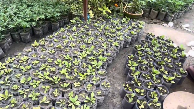 Baby petunia available for winter season in ajima nursery смотреть онлайн