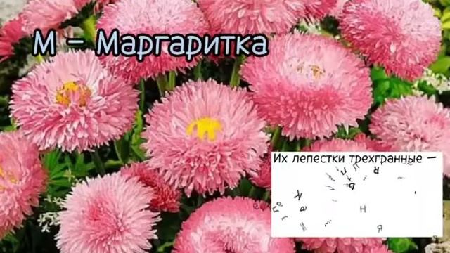 ЦВЕТОЧНЫЙ АЛФАВИТ смотреть онлайн