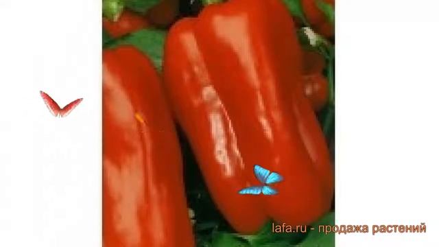 Перец сладкий Орфей (orfey orfey) ? сладкий перец Орфей обзор: как сажать, семена перца Орфей смотреть онлайн