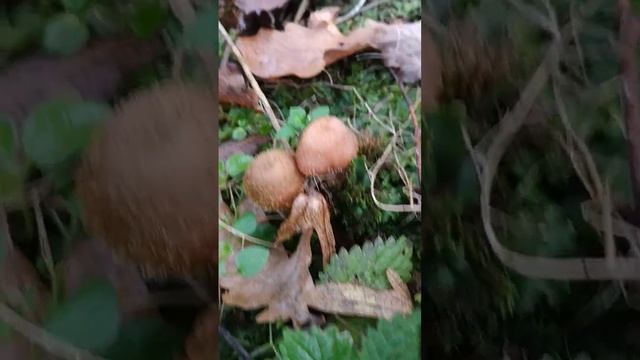 супер опеньки смотреть онлайн