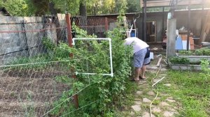 Подвязка малины с помощью полипропиленовых труб