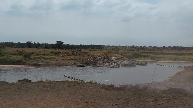 Большая миграция антилоп гну в Серенгети смотреть онлайн