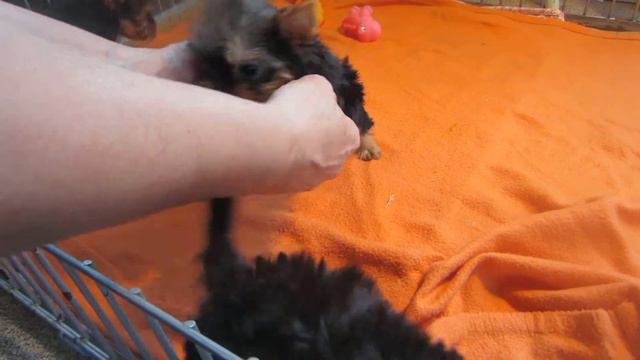 йорки