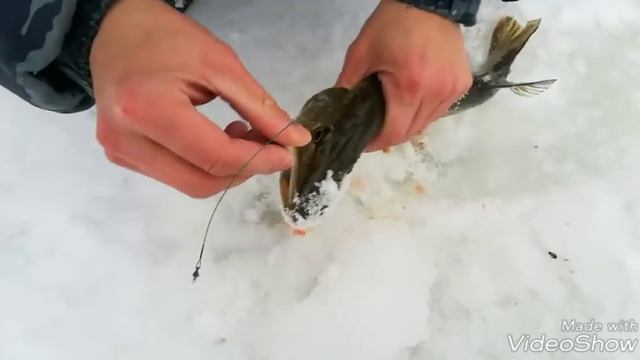 Рыбалка на жерлицы! Первый лёд! Декабрь 2017... смотреть онлайн