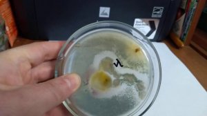 Сочетание метаризиума и триходермы.