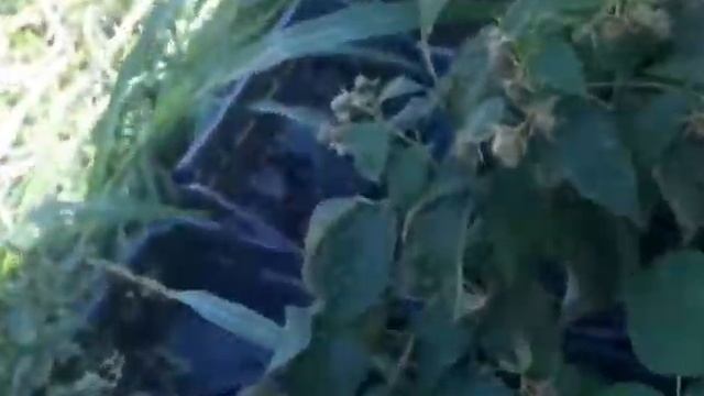 Выращивание малины Дельнива из маточного корня.процес от всходов до плодоношения смотреть онлайн