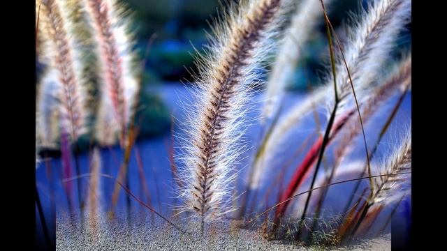 Декоративная трава для сада смотреть онлайн