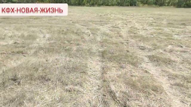 Вывоз сена с поля. Юмз-6кл. Т-40. Юмз-6ал эо2621.