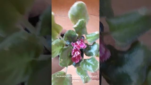 Фиалка ЛФ - Дарья/Violet LF - Daria смотреть онлайн