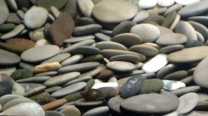 Откуда в аквариуме появились маленькие улитки