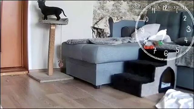 Запись камеры наблюдения, собачки дома одни? смотреть онлайн