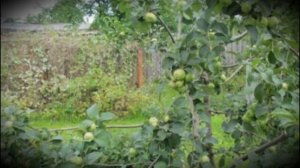 Яблоня крупносортная высокоплодоносная Богатырь