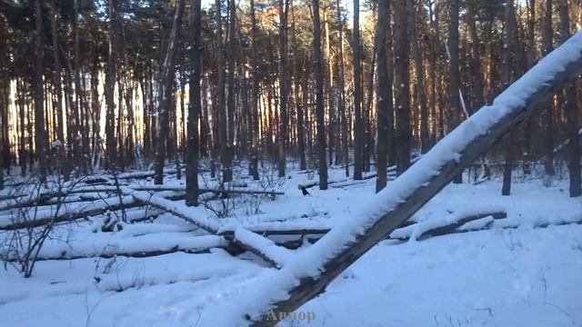 ? СЕВЕРНЫЙ ЛЕС. ВОРОНЕЖ 2021 смотреть онлайн