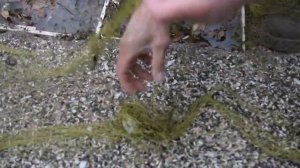 Птицы. Певчие птицы. Ловля певчих птиц.