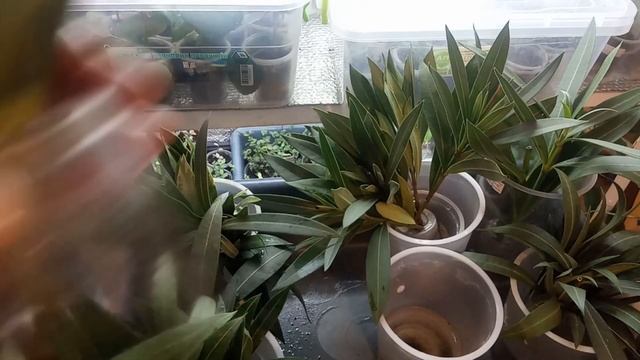 Олеандр. Размножение черенком. смотреть онлайн