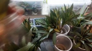 Олеандр. Размножение черенком.