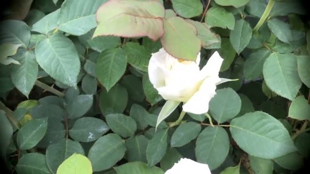 With White Roses - By Naomi Ozawa смотреть онлайн