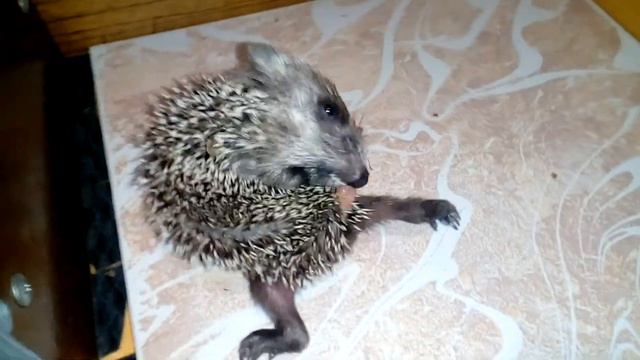 Сосискин. Маленький еж кидает слюни на спину / Sosiskin. Little hedgehog drools on back смотреть онлайн