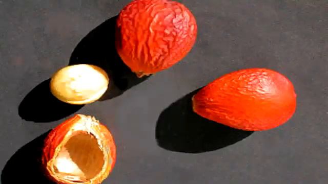 The Most Poisonous Plant to Dogs in Las Vegas - Sago Palm смотреть онлайн