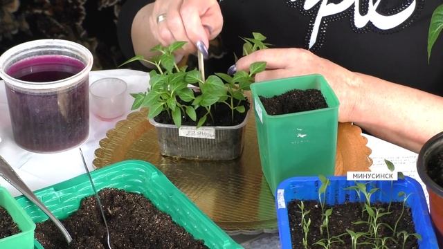 Порядки на грядке: как пересаживать перец