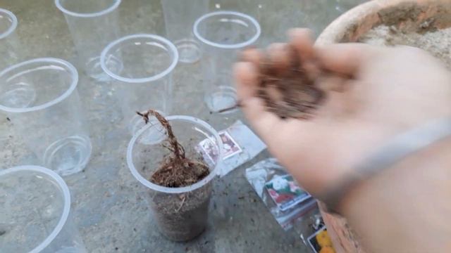 Meesho 40 flower seeds को मिट्टी में लगा दिया फूलों वाली बीज लगाने का सबसे आसन तरीका #meeshoseeds смотреть онлайн