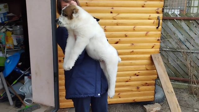 Щенки Среднеазиатской овчарки / щенки алабая смотреть онлайн