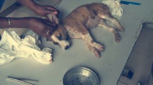 Замученный  заживо щенок Тайлер в клещах и личинках.Ветклиника  в Гамбии.Brave in sorrow #ruslgass