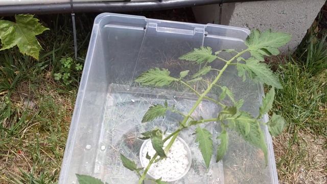 Клон томата. Подготовка. Пересадка в Dutch Bucket. смотреть онлайн