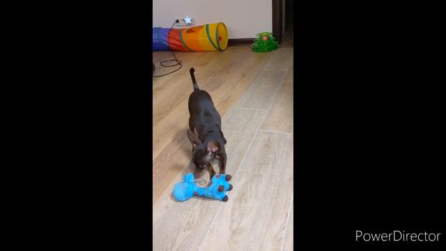 Ричи&Рэсси.Toy Terrier and Devon Rex. смотреть онлайн