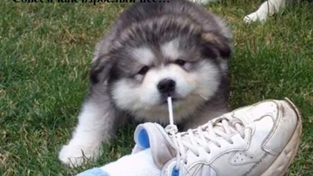 стихи Агния Барто смотреть онлайн