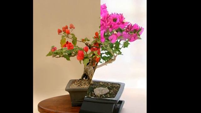 Beautiful Bougainvillea Bonsai - PINK смотреть онлайн