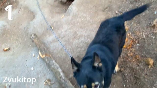 Звук лая злой собаки / Angry dogs barking sound effect смотреть онлайн