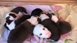 КУПИРОВАНИЕ АЛАБАЯ || КОГДА КУПИРУЮТ УШИ И ХВОСТ АЛАБАЮ || ЗАЧЕМ КУПИРУЮТ АЛАБАЯ || Волкодав || САО