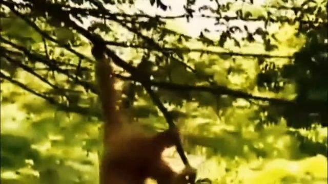 Бандерлог vs Колорады смотреть онлайн