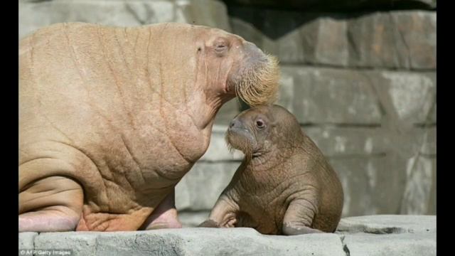 Полное информация о Морских Млекопитающих. смотреть онлайн