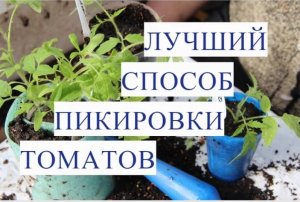 Срочно спасаем рассаду! Что делать, если вытянулась рассада томатов. Пикировка томатов.