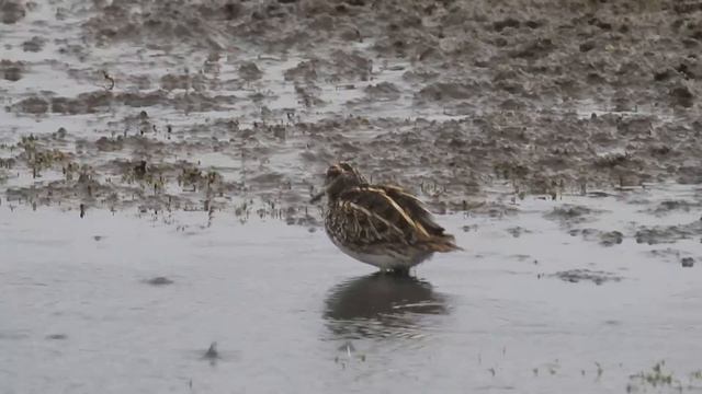 Гаршнеп - Lymnocryptes minimus.mp4 смотреть онлайн