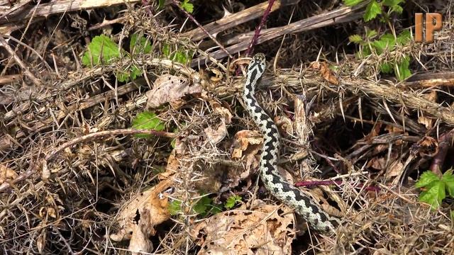 Vipera Berus - Adder Courtship - UK Herping - British Wildlife