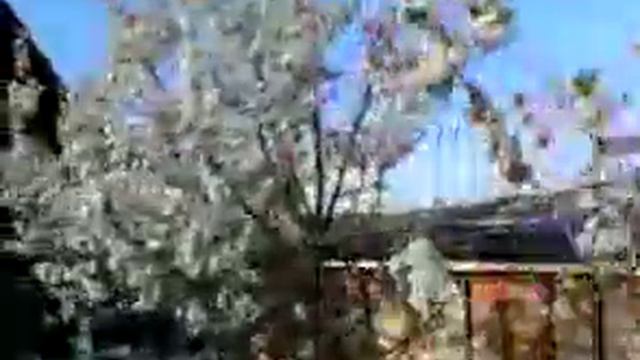 Цветение вишни