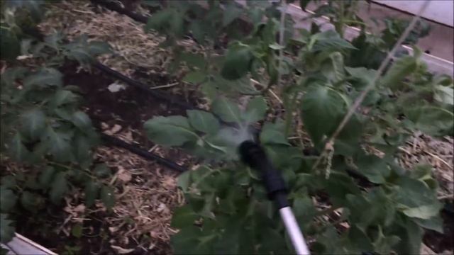 ОПРЫСКИВАЮ ТОМАТЫ В ТЕПЛИЦЕ! смотреть онлайн