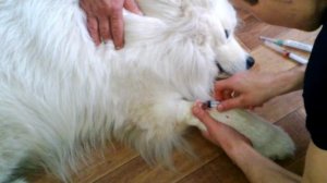 Собаку укусил клещ. Пироплазмоз. Лечение.