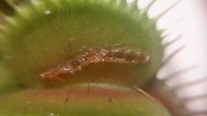 Проведение зимовки венериной мухоловке (Дионее)