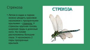Бабочки, стрекозы, жуки. природоведение 6 кл.mp4