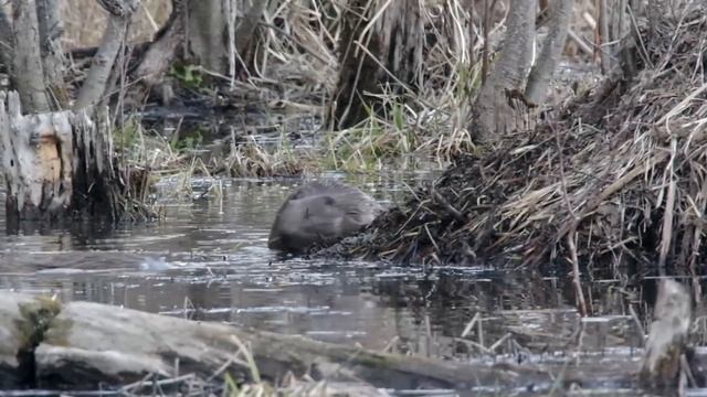 Бобры после зимы. Beavers after winter смотреть онлайн