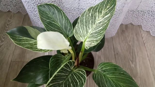 Комнатные Растения. У Меня Новинка🍀🍀🍀🌺🌺🌺 смотреть онлайн