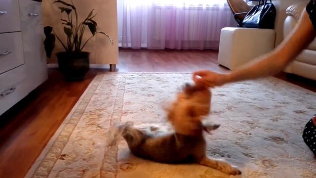 Дрессировка Йоркширского терьера смотреть онлайн